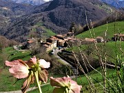 15 Helleborus niger (Ellebori) con vista su Alino